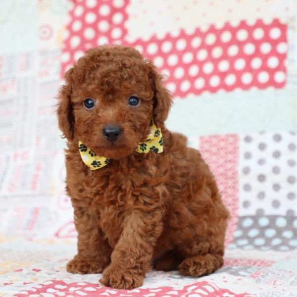 F1bb Mini Goldendoodle Puppy for Sale