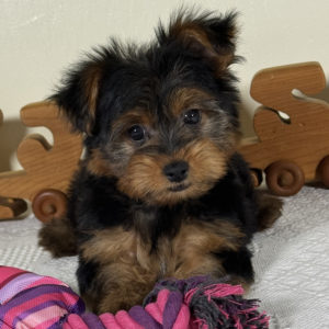 Yorkshire Terrier Puppy for Sale