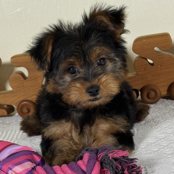Yorkshire Terrier Puppy for Sale