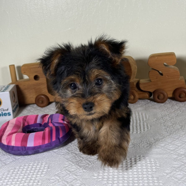 Yorkshire Terrier Puppy for Sale
