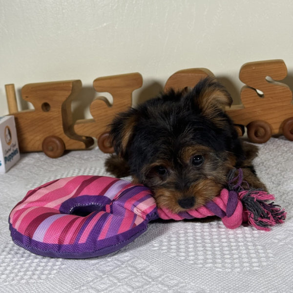 Yorkshire Terrier Puppy for Sale
