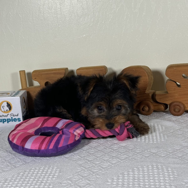Yorkshire Terrier Puppy for Sale