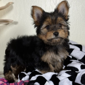 Yorkshire Terrier Puppy for Sale