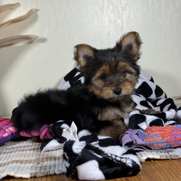 Yorkshire Terrier Puppy for Sale