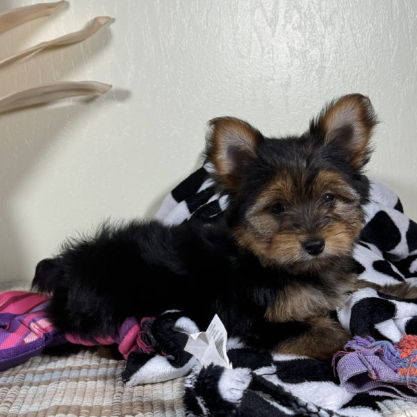 Yorkshire Terrier Puppy for Sale