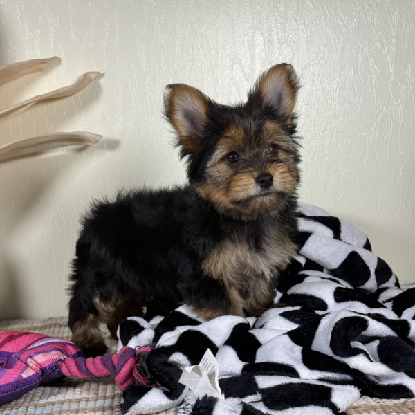 Yorkshire Terrier Puppy for Sale