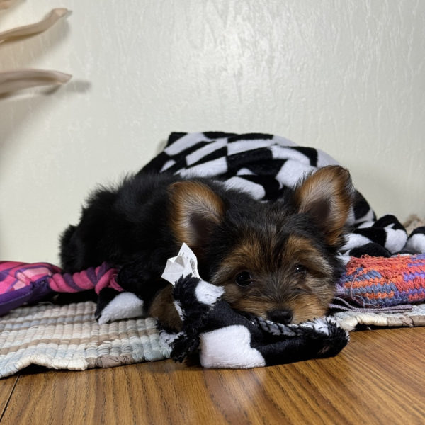 Yorkshire Terrier Puppy for Sale