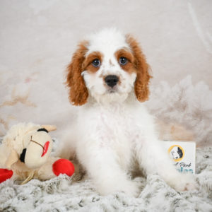 F1 Cavapoo Puppy for Sale