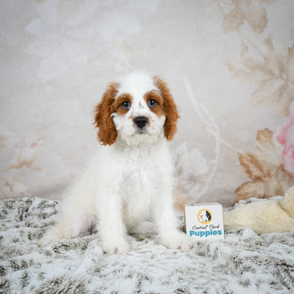 F1 Cavapoo Puppy for Sale