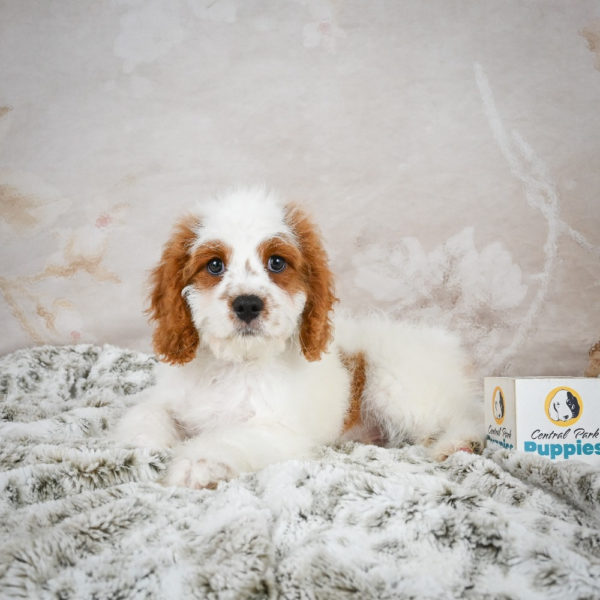 F1 Cavapoo Puppy for Sale