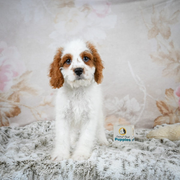 F1 Cavapoo Puppy for Sale