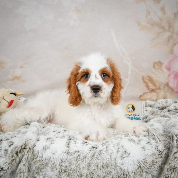F1 Cavapoo Puppy for Sale
