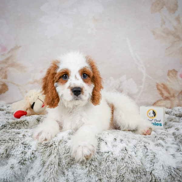 F1 Cavapoo Puppy for Sale