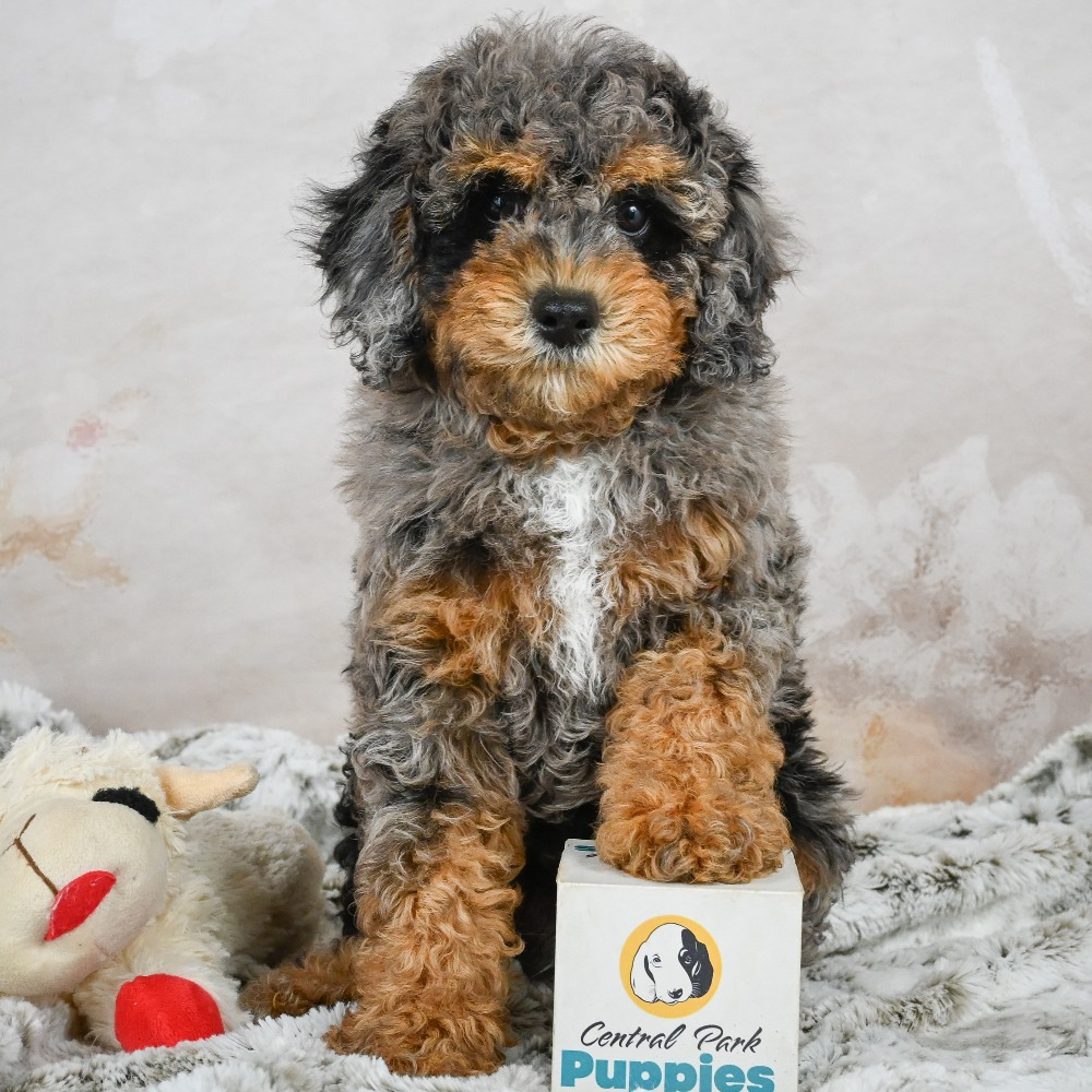 F1b Cockapoo Puppy for Sale in NYC