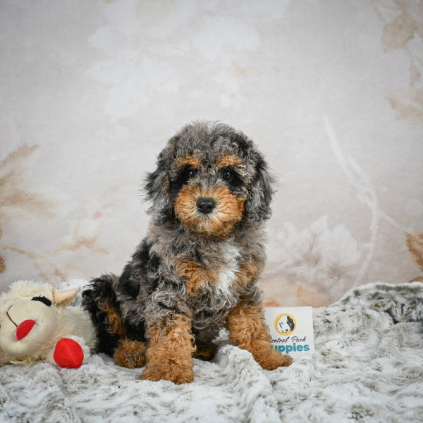 F1b Cockapoo Puppy for Sale
