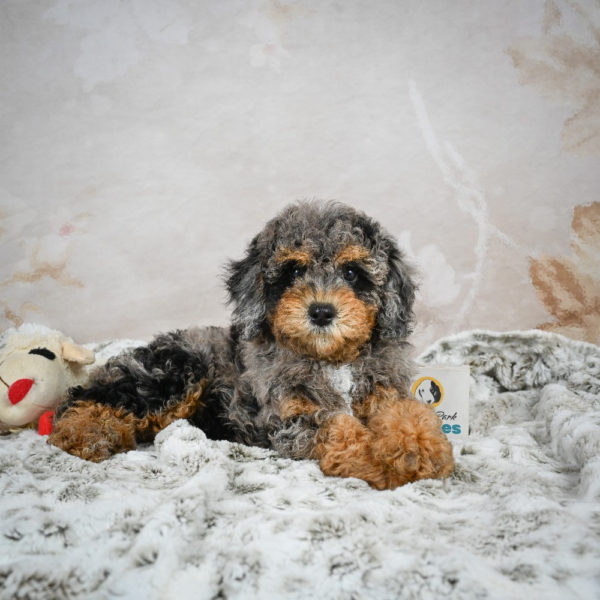F1b Cockapoo Puppy for Sale