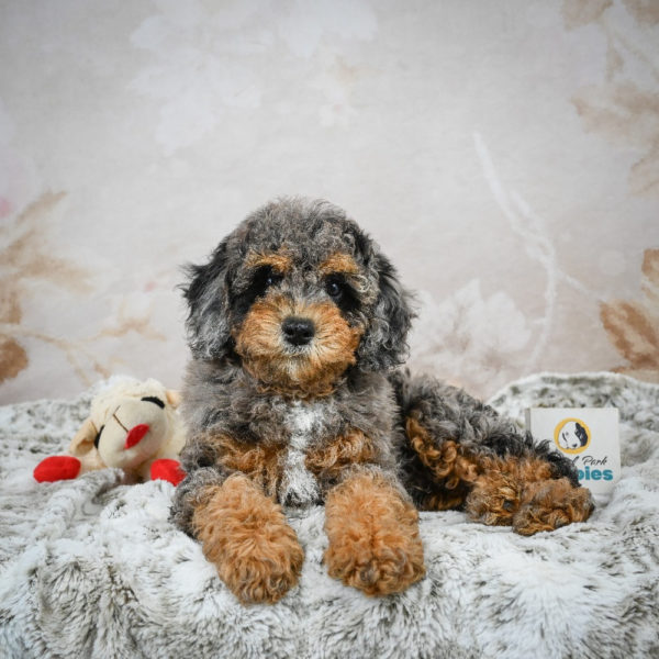 F1b Cockapoo Puppy for Sale