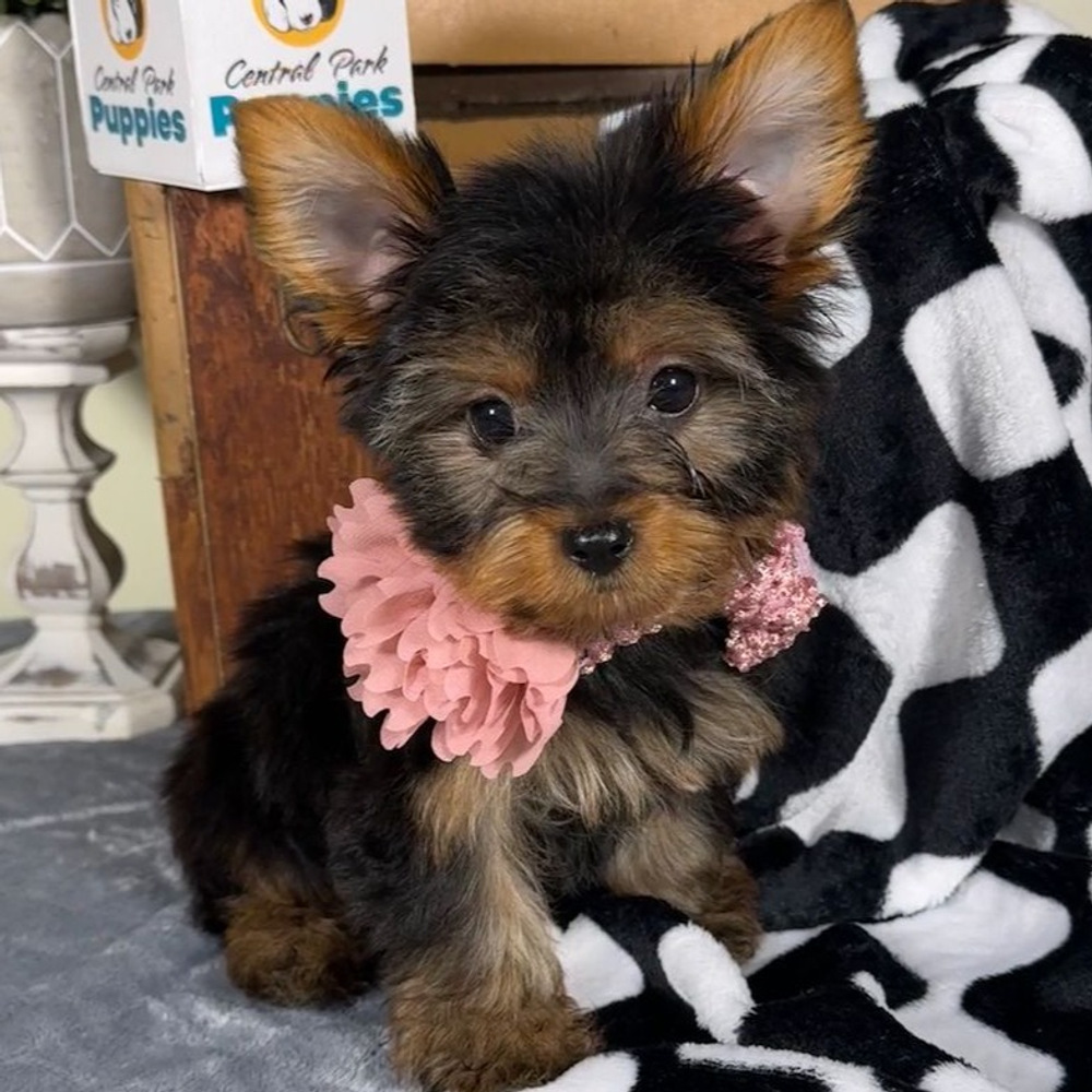 Yorkshire Terrier Puppy for Sale in NYC
