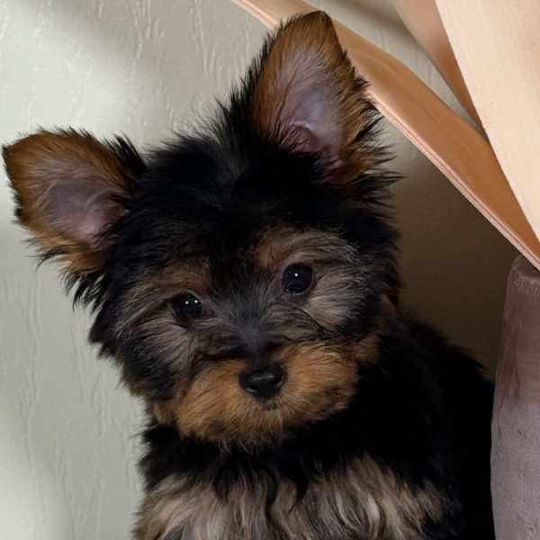 Yorkshire Terrier Puppy for Sale