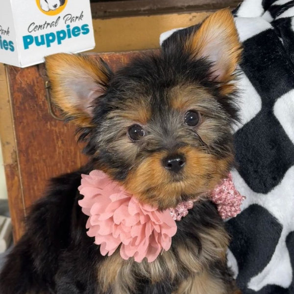 Yorkshire Terrier Puppy for Sale