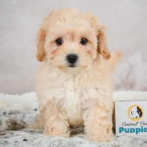 F1 Maltipoo Puppy for Sale