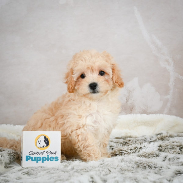 F1 Maltipoo Puppy for Sale