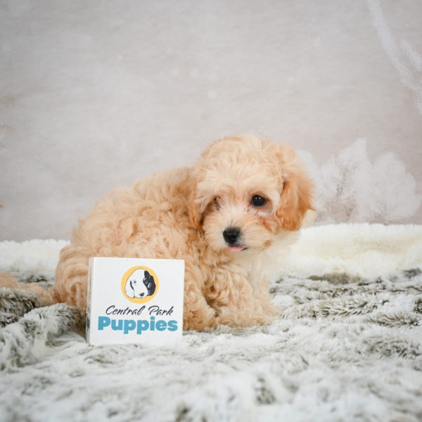 F1 Maltipoo Puppy for Sale