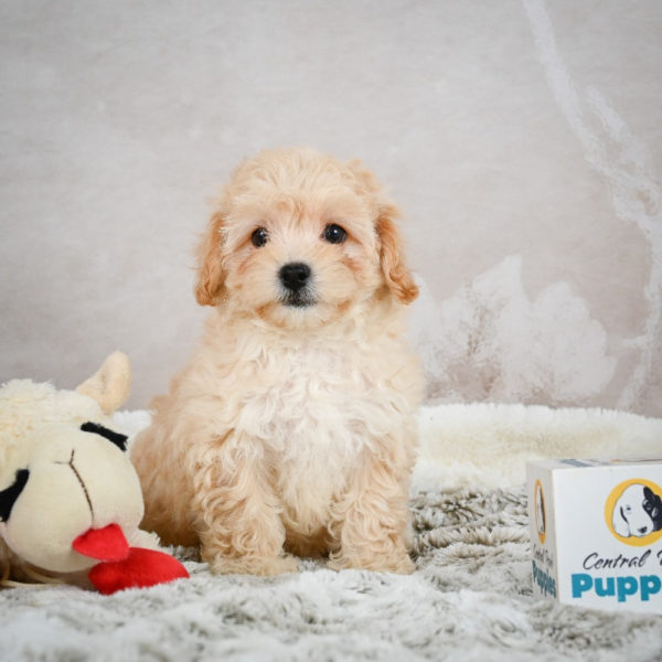 F1 Maltipoo Puppy for Sale