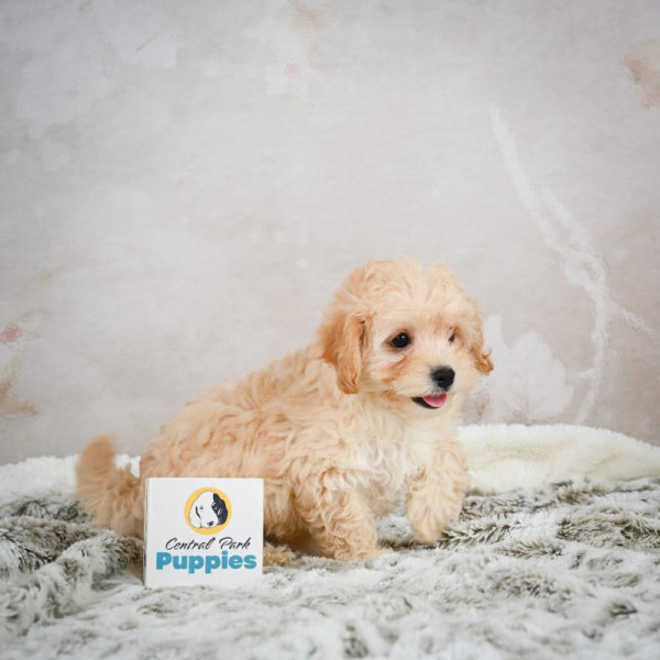 F1 Maltipoo Puppy for Sale