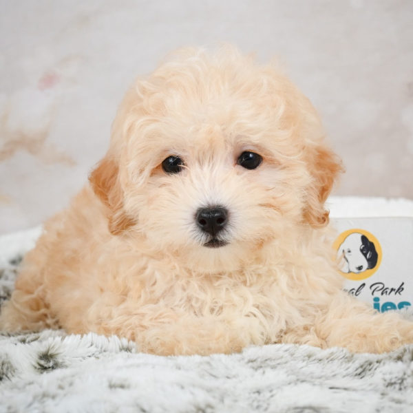 F1 Maltipoo Puppy for Sale