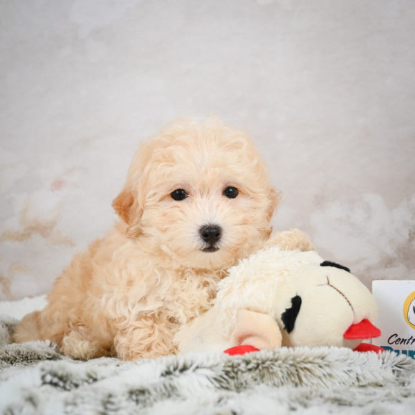 F1 Maltipoo Puppy for Sale