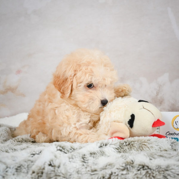 F1 Maltipoo Puppy for Sale