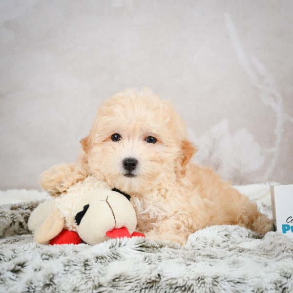 F1 Maltipoo Puppy for Sale