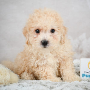 F1 Maltipoo Puppy for Sale