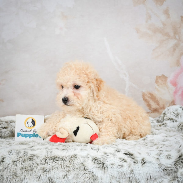 F1 Maltipoo Puppy for Sale