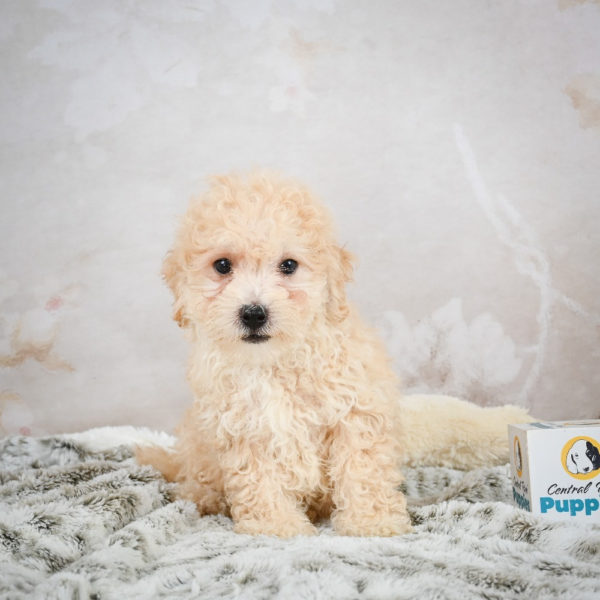 F1 Maltipoo Puppy for Sale