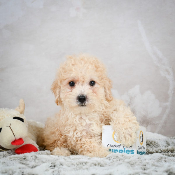 F1 Maltipoo Puppy for Sale