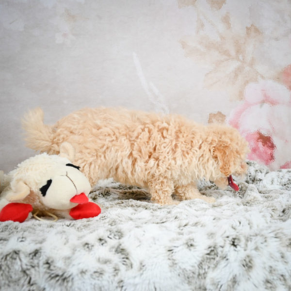 F1 Maltipoo Puppy for Sale