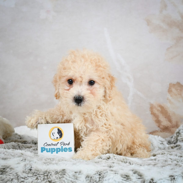 F1 Maltipoo Puppy for Sale