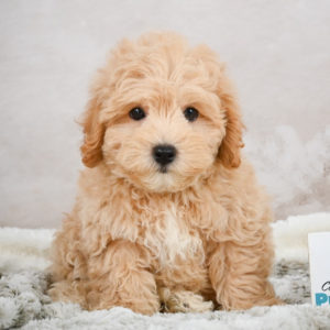F1 Maltipoo Puppy for Sale