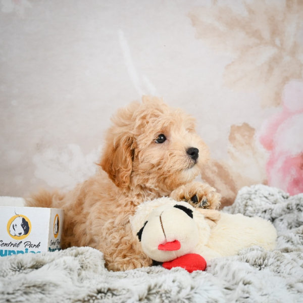 F1 Maltipoo Puppy for Sale