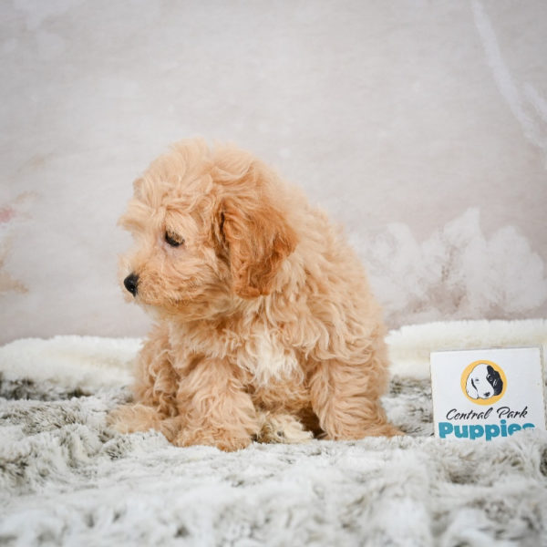 F1 Maltipoo Puppy for Sale