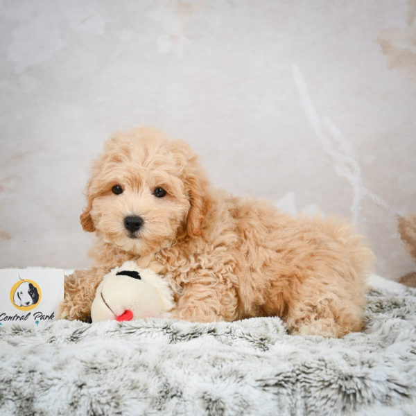 F1 Maltipoo Puppy for Sale