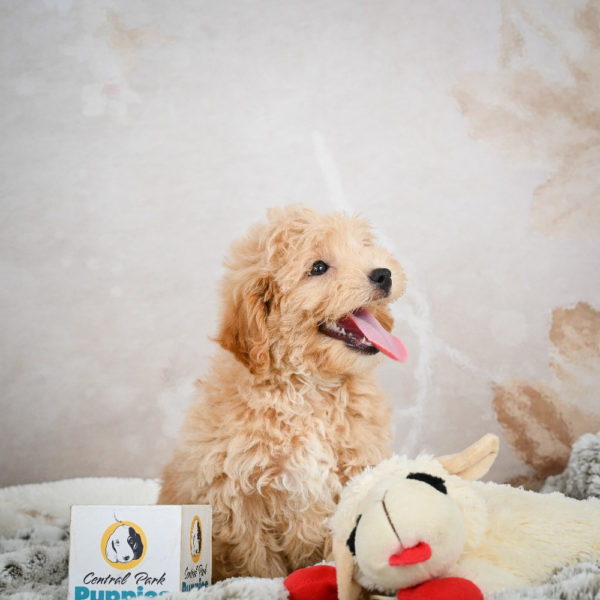 F1 Maltipoo Puppy for Sale
