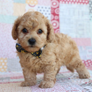 F1bbb Toy Goldendoodle Puppy for Sale