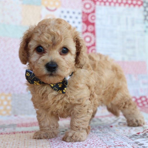 F1bbb Toy Goldendoodle Puppy for Sale