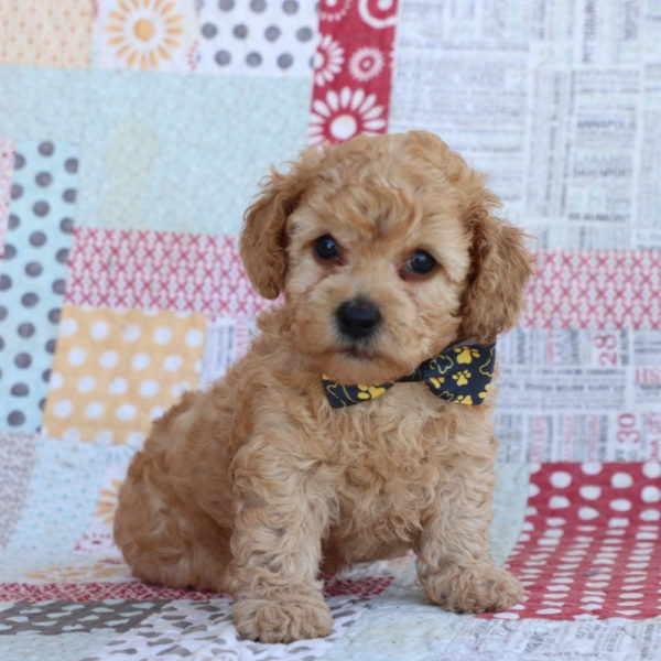 F1bbb Toy Goldendoodle Puppy for Sale
