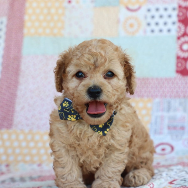 F1bbb Toy Goldendoodle Puppy for Sale