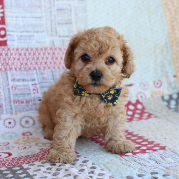 F1bbb Toy Goldendoodle Puppy for Sale