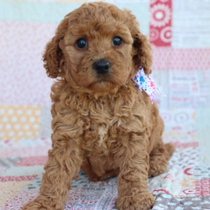 F1bbb Toy Goldendoodle Puppy for Sale